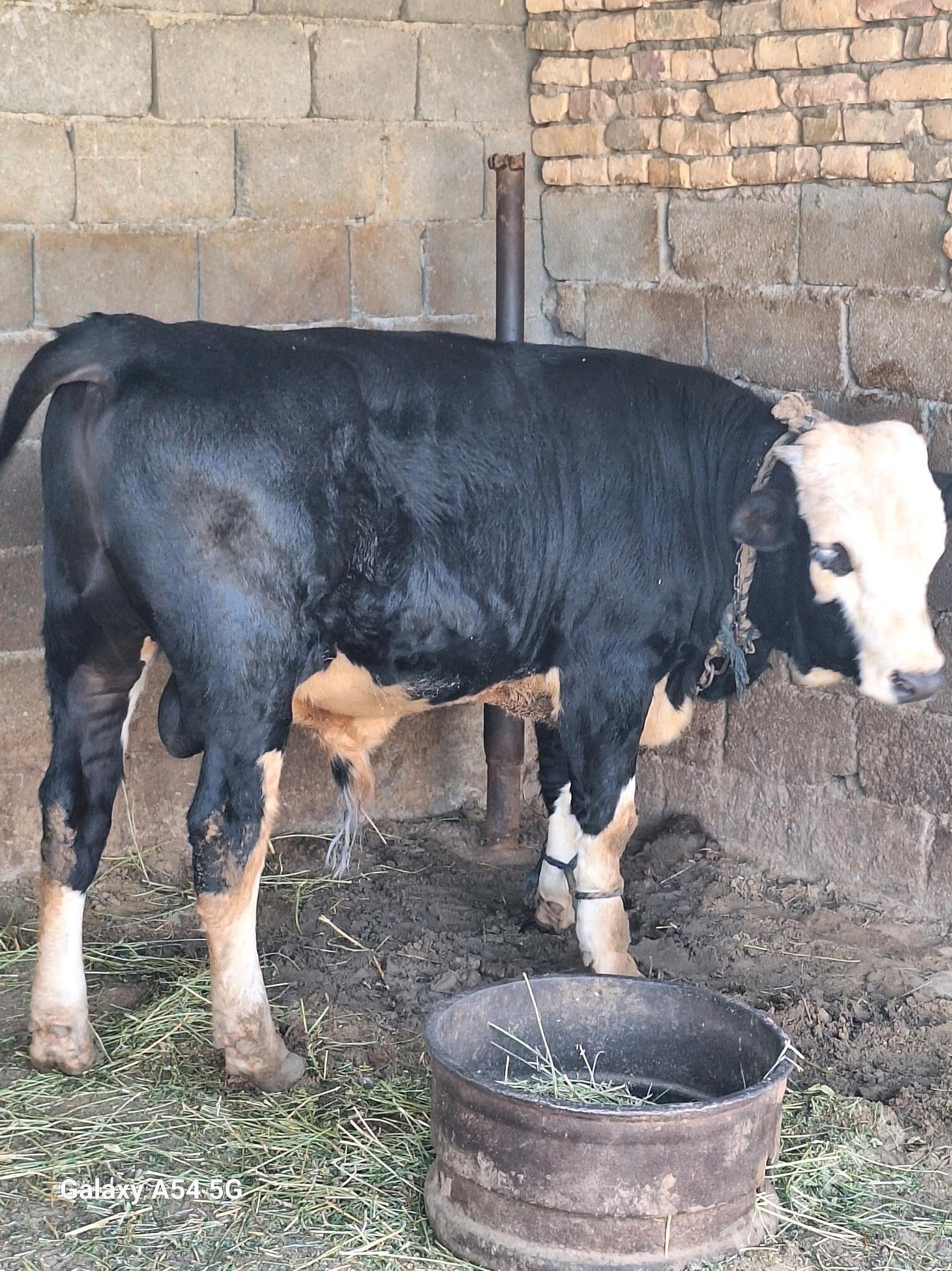 okuz - Гёкдепе - img 5