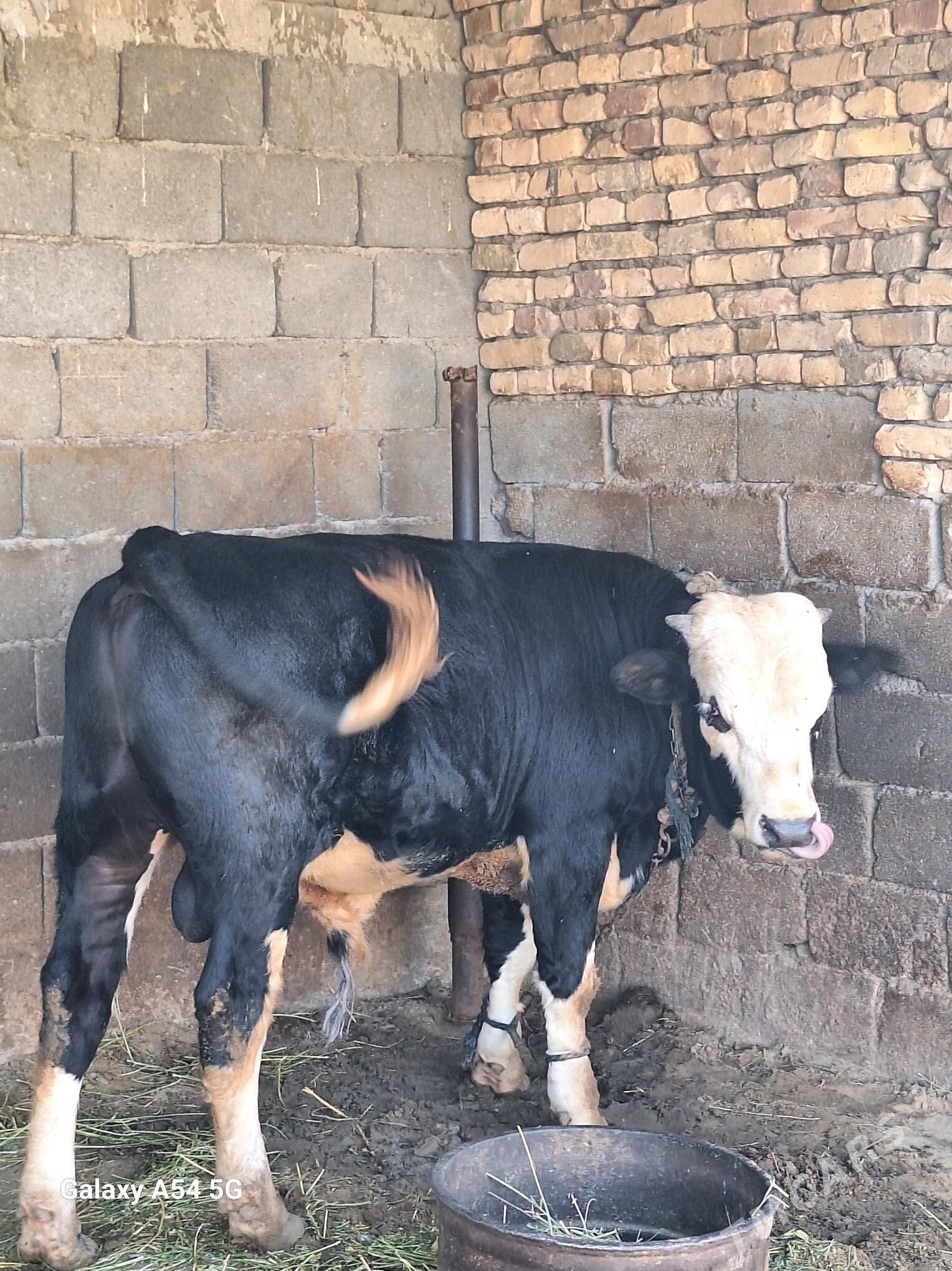 okuz - Гёкдепе - img 3