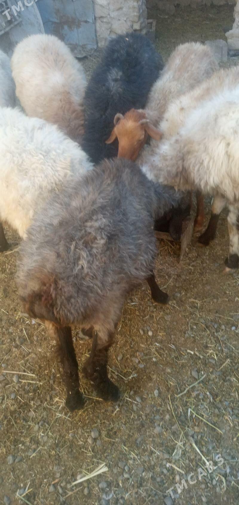 goyun - Gyzylarbat - img 2