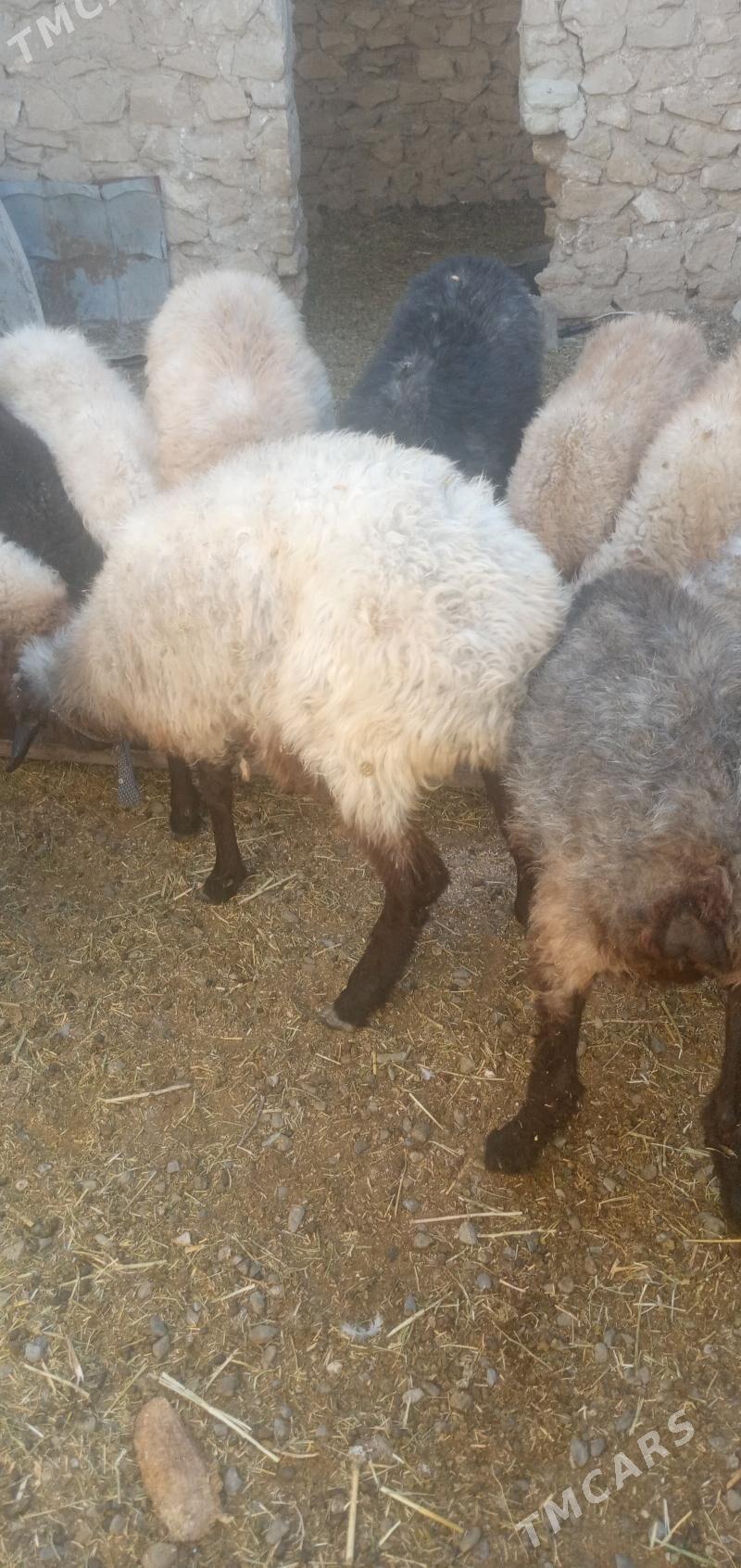 goyun - Gyzylarbat - img 3