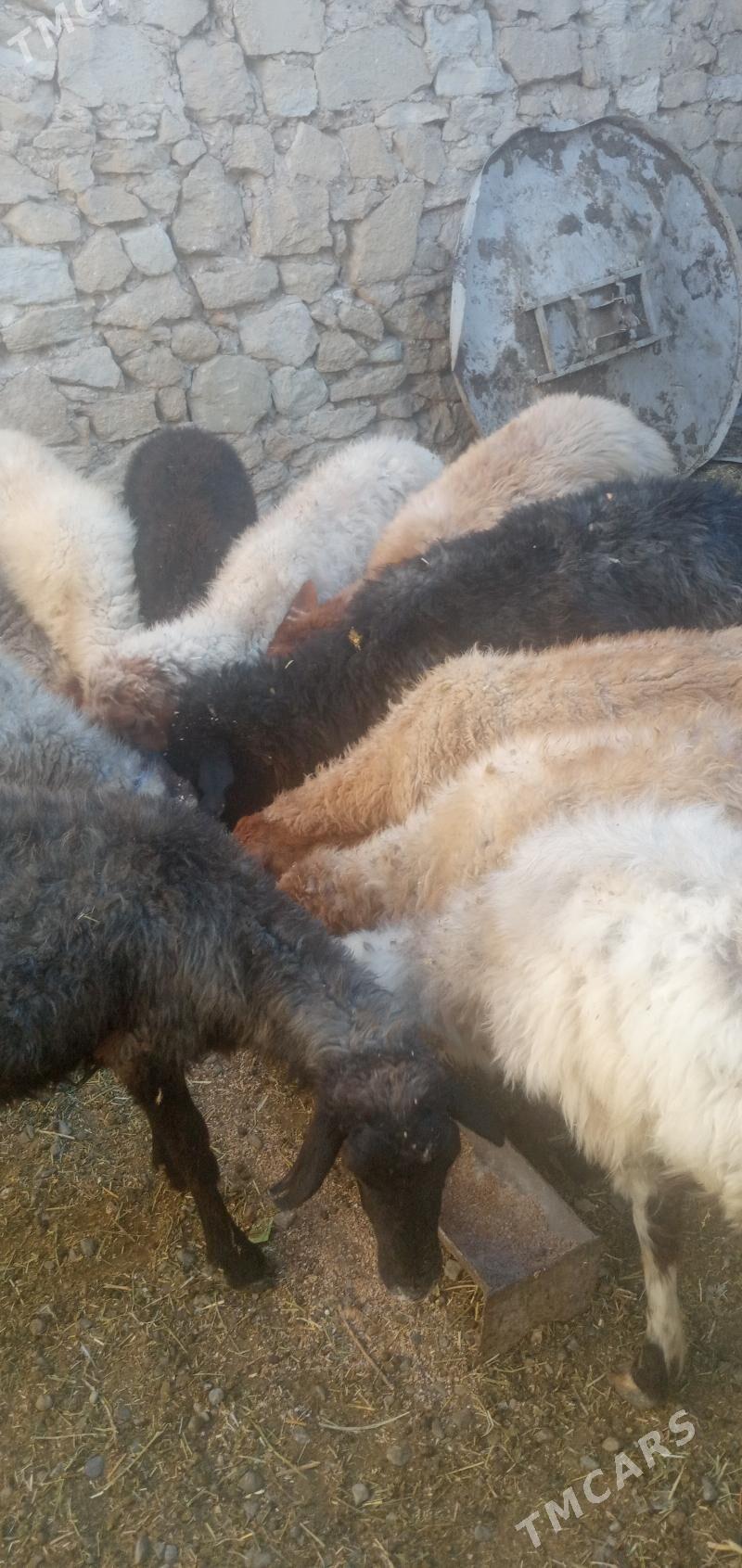 goyun - Gyzylarbat - img 1