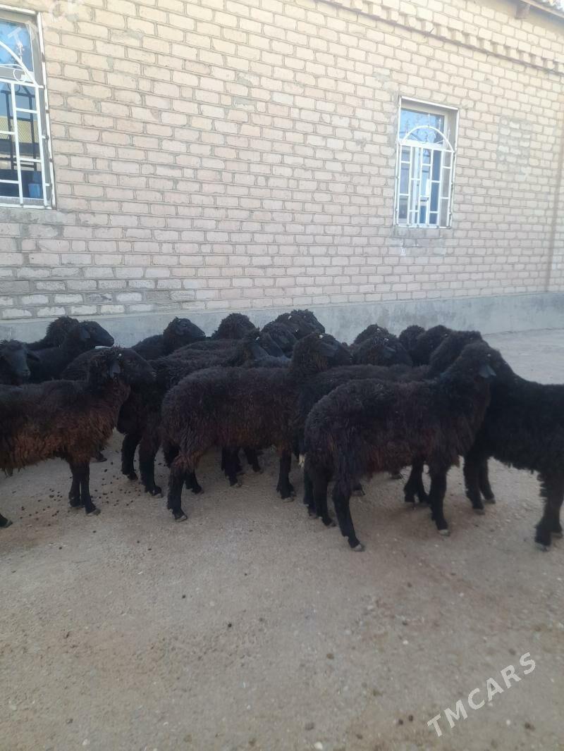 garakol - Garadamak Şor - img 1