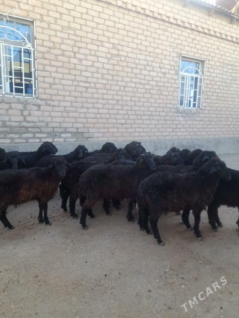 garakol - Garadamak Şor - img 2