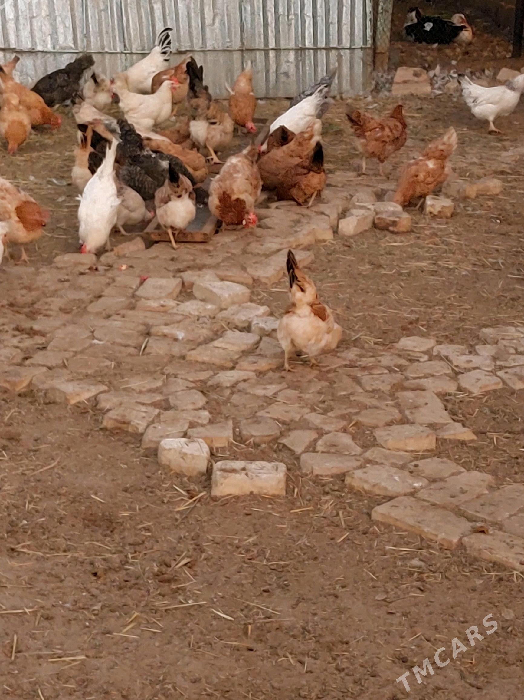 Towuk - Gökdepe - img 2