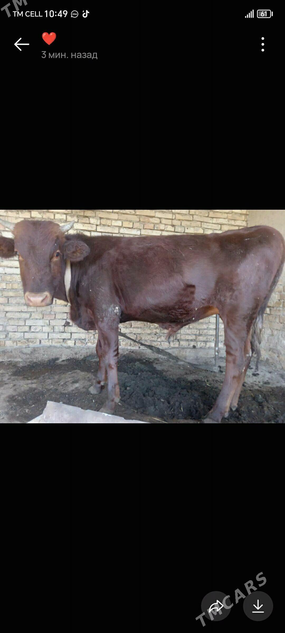 Bakylan okuz - Mary - img 2