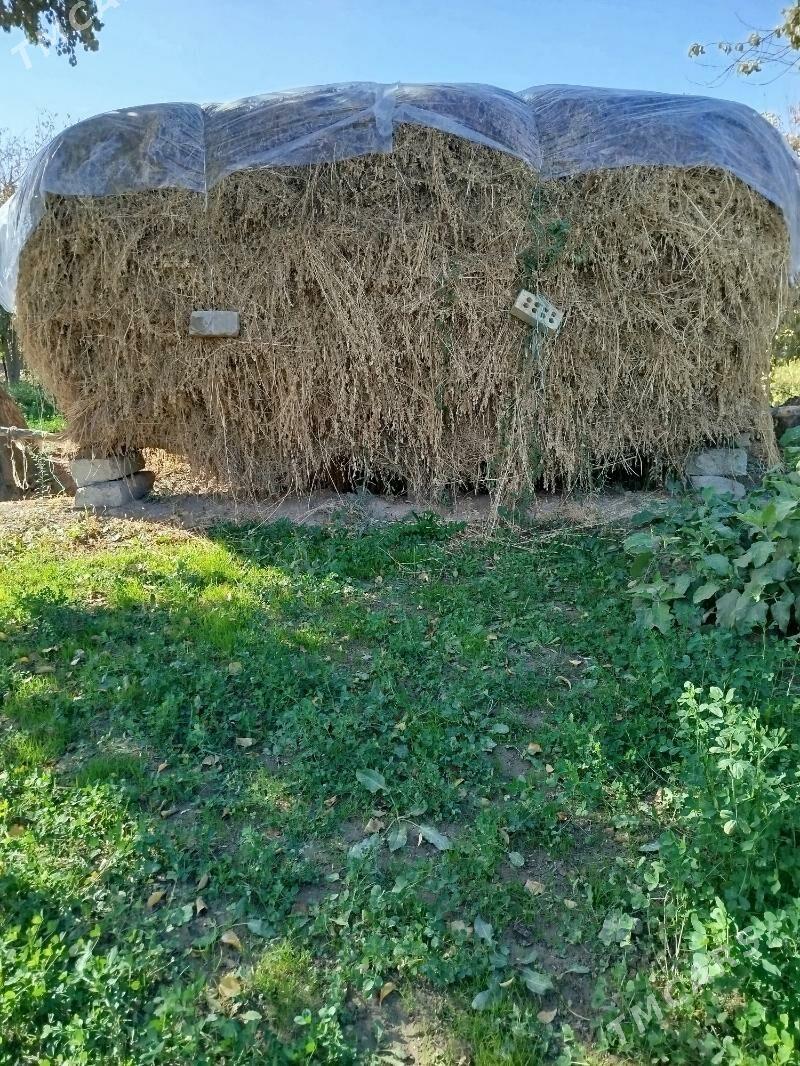 Ot Yorunja - Mary - img 1