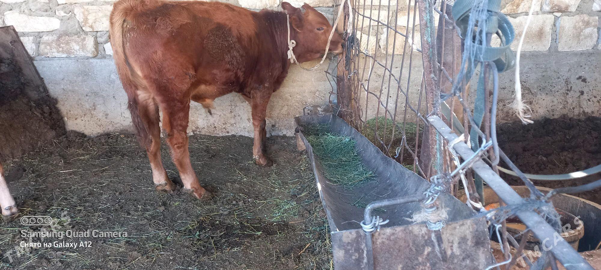 okuz - Gumdag - img 3