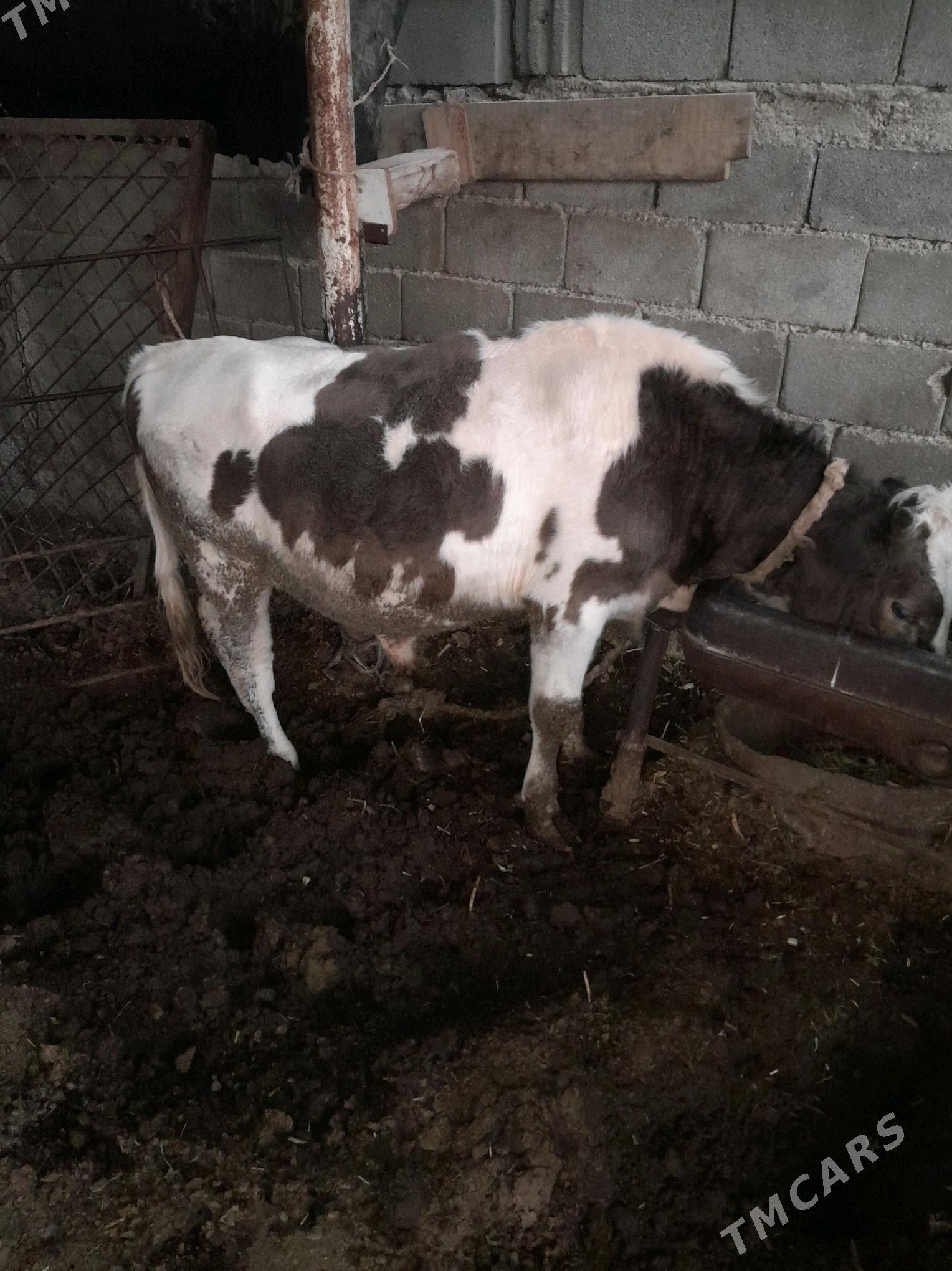 Tohum öküz - Gökdepe - img 2