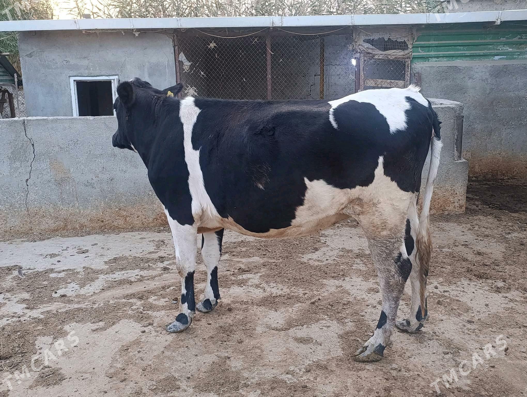 sygyr - Bagyr - img 2