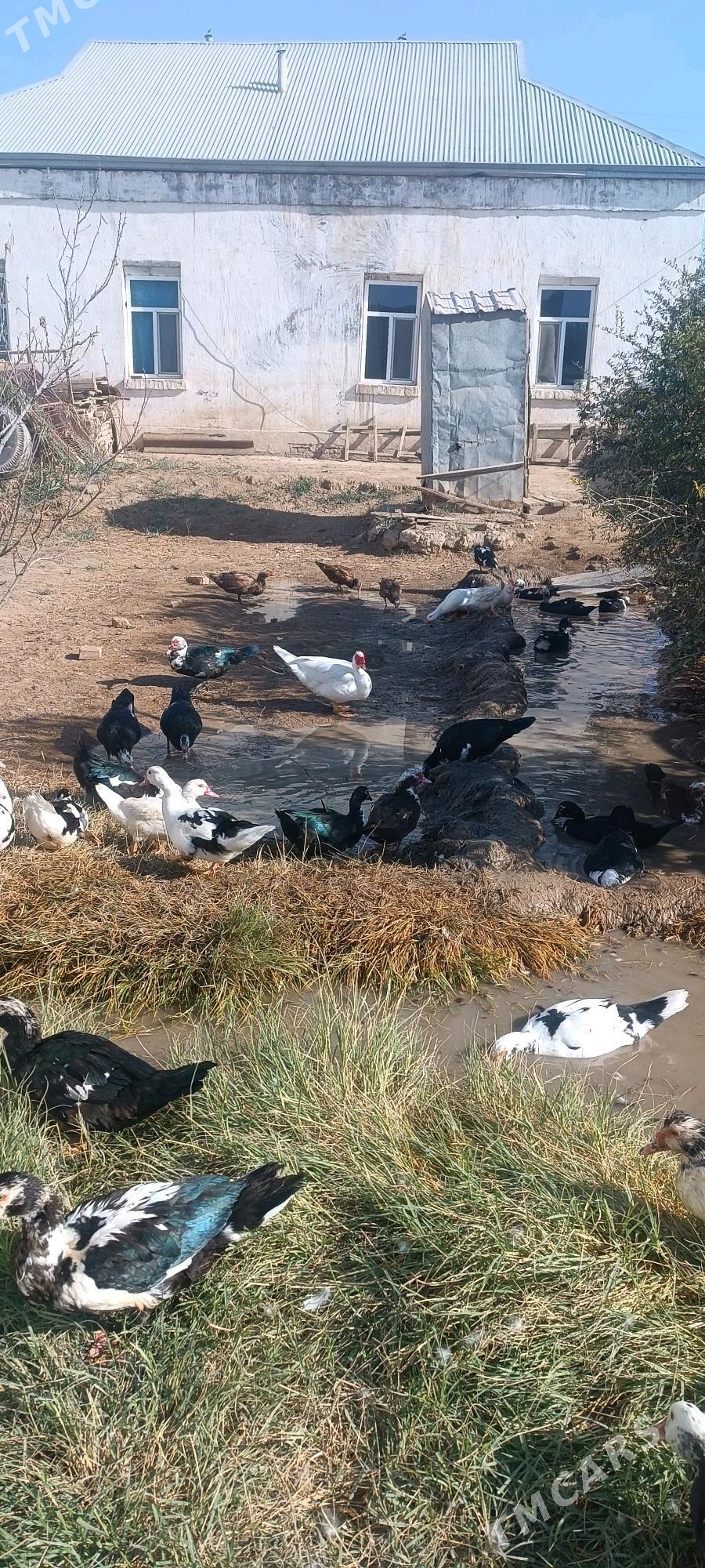 indautga - Mary - img 1