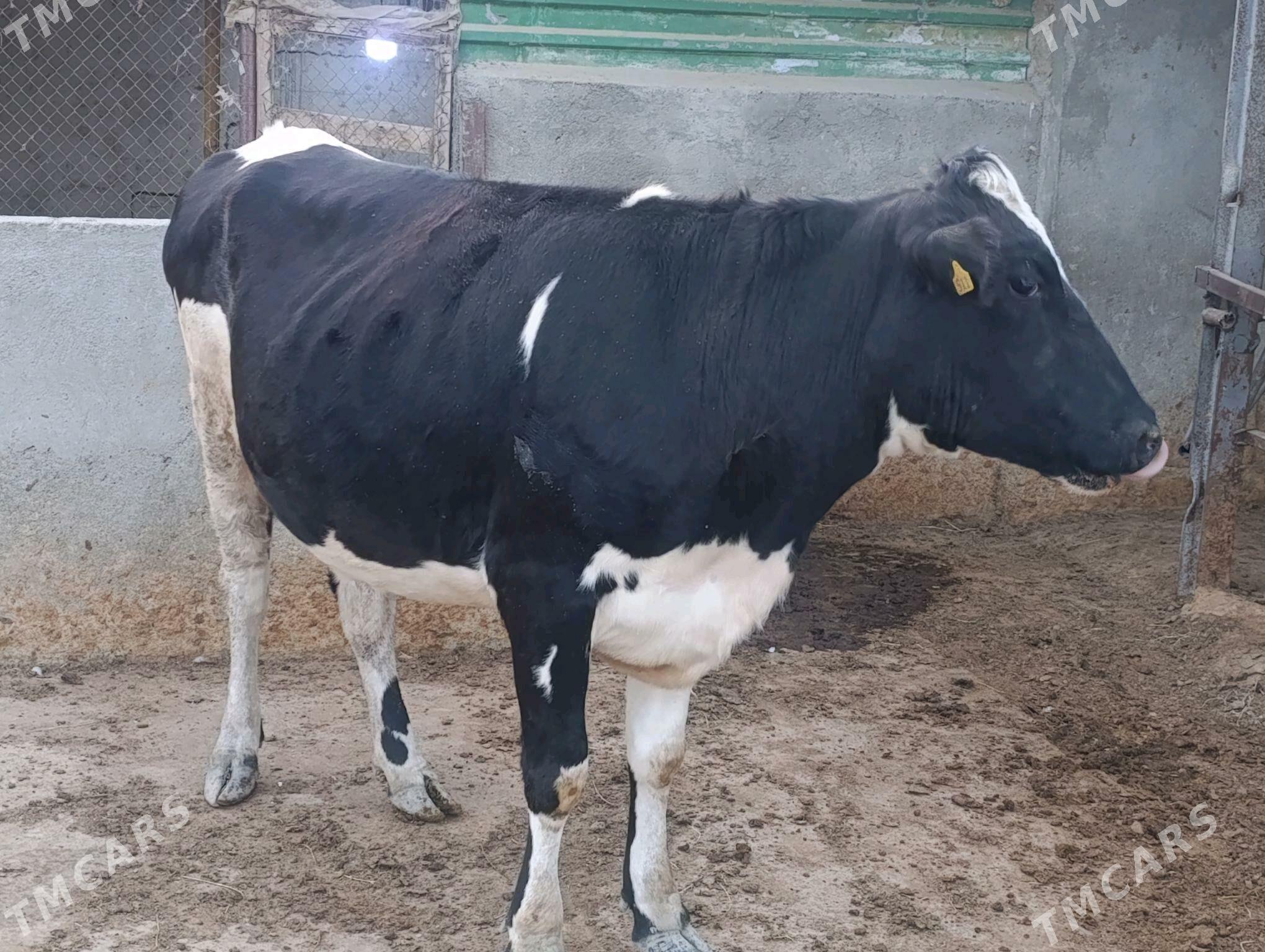 sygyr - Bagyr - img 1