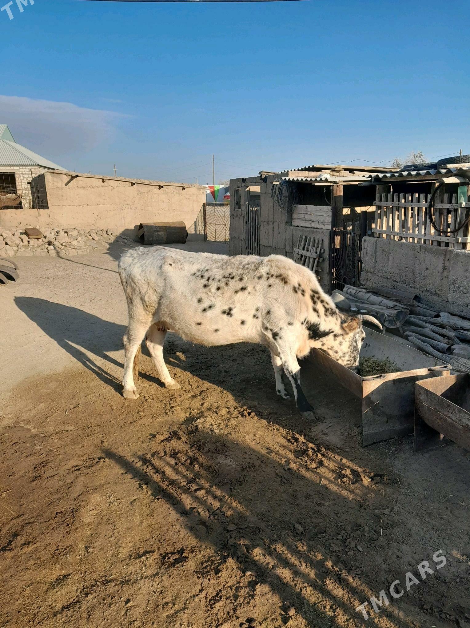 Sygyr. - Берекет - img 2