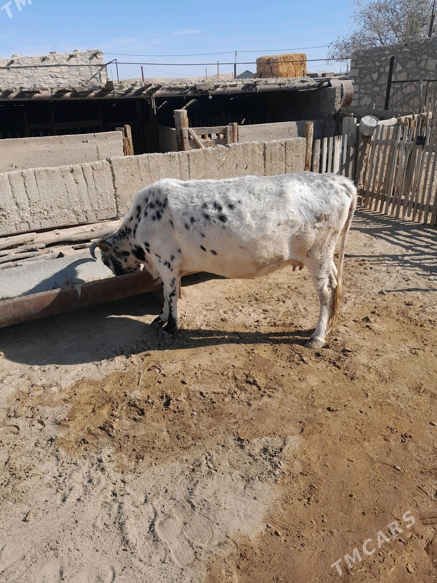 Sygyr. - Берекет - img 4