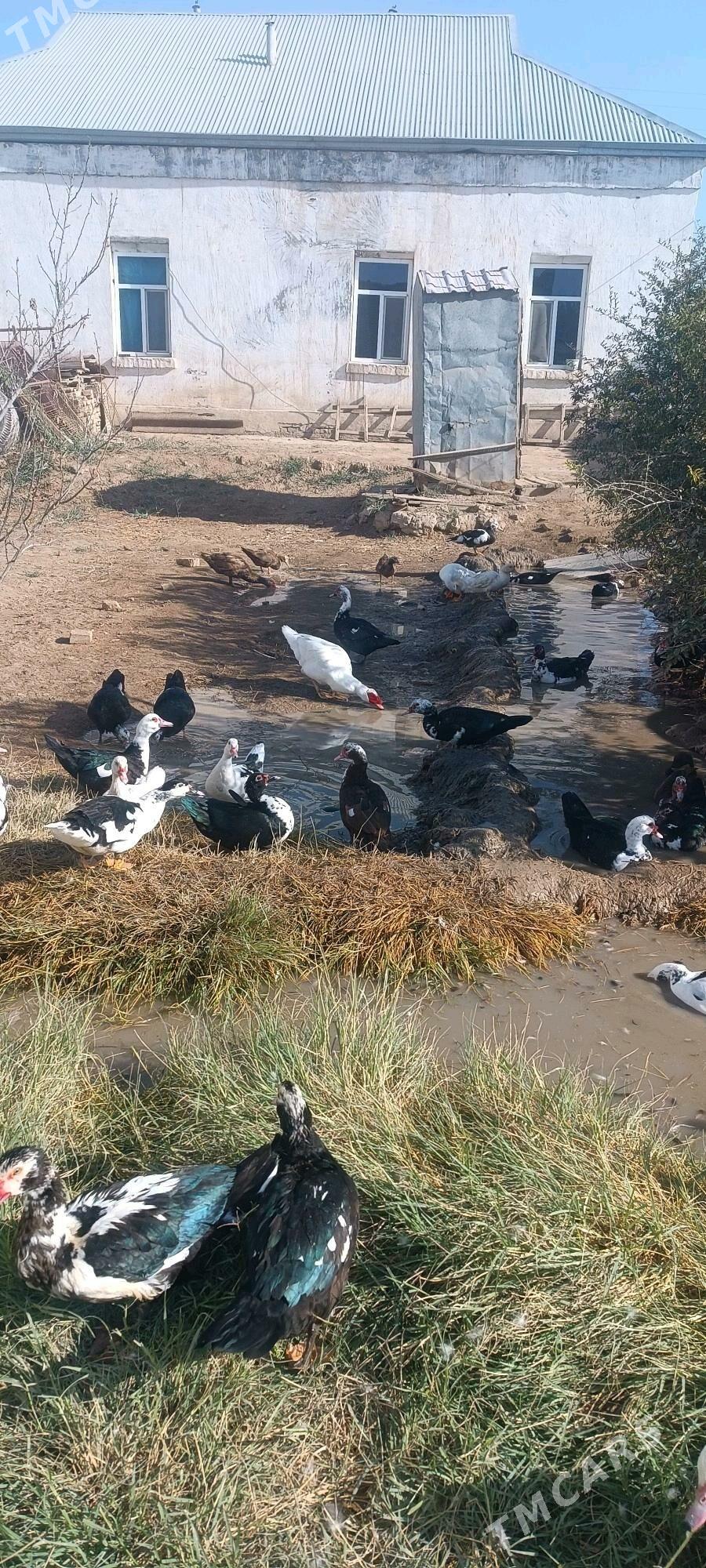 indautga - Mary - img 4