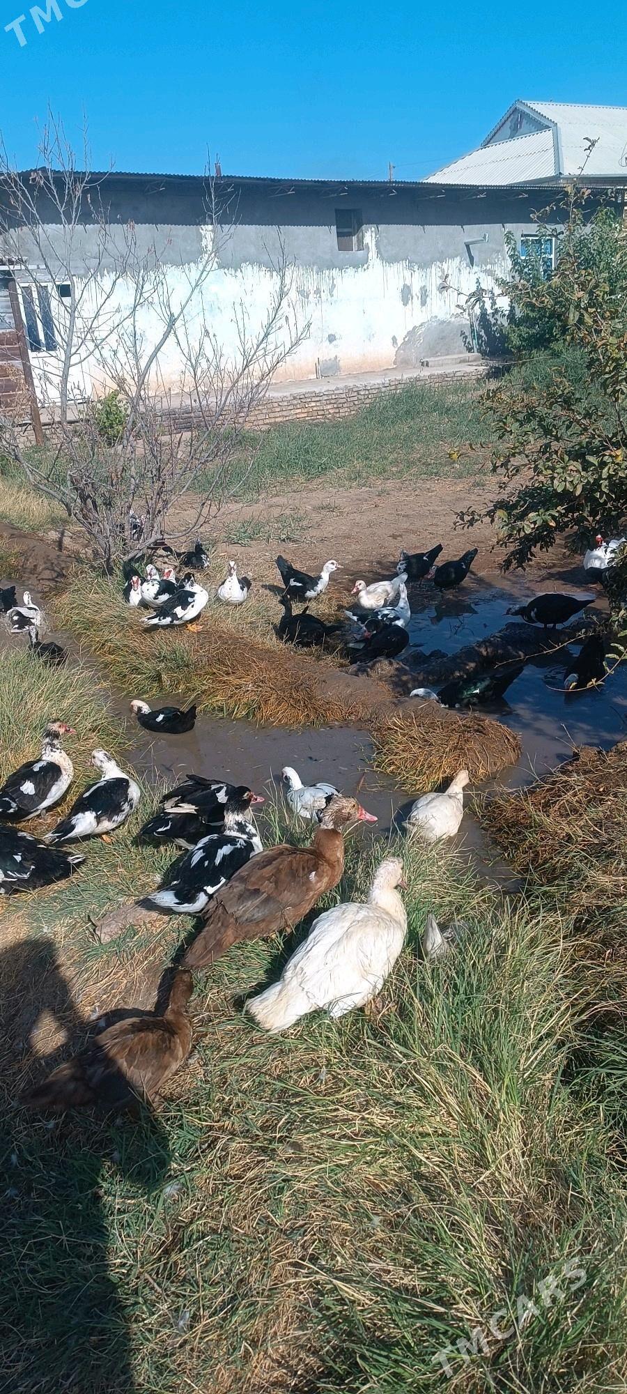 indautga - Mary - img 2