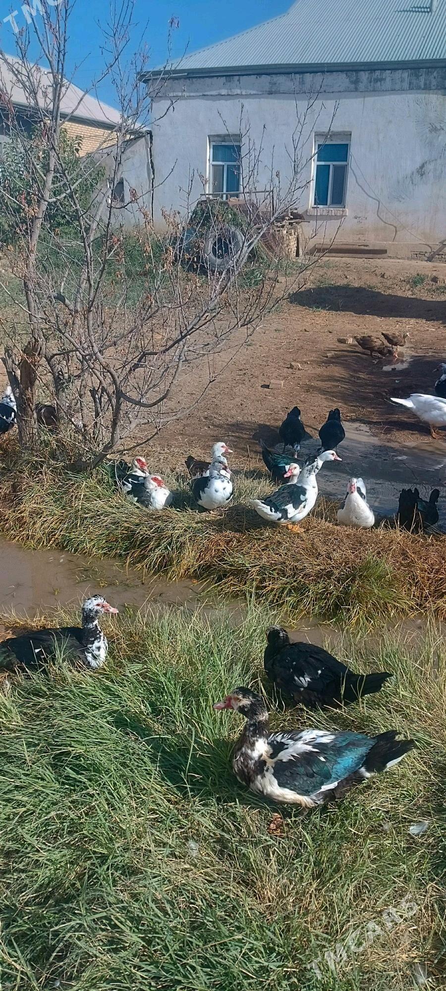 indautga - Mary - img 3