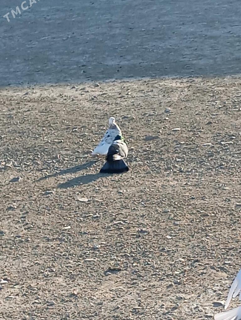 kepderi - Gyzylarbat - img 1