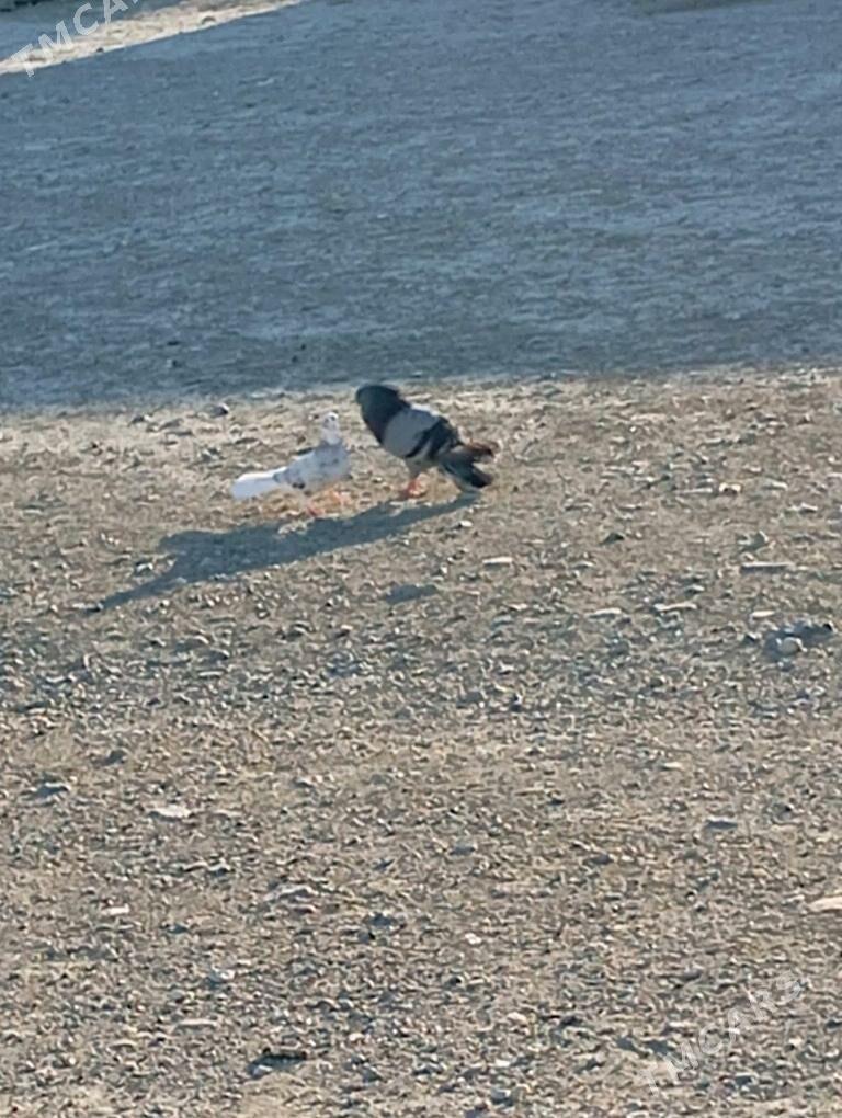 kepderi - Gyzylarbat - img 2