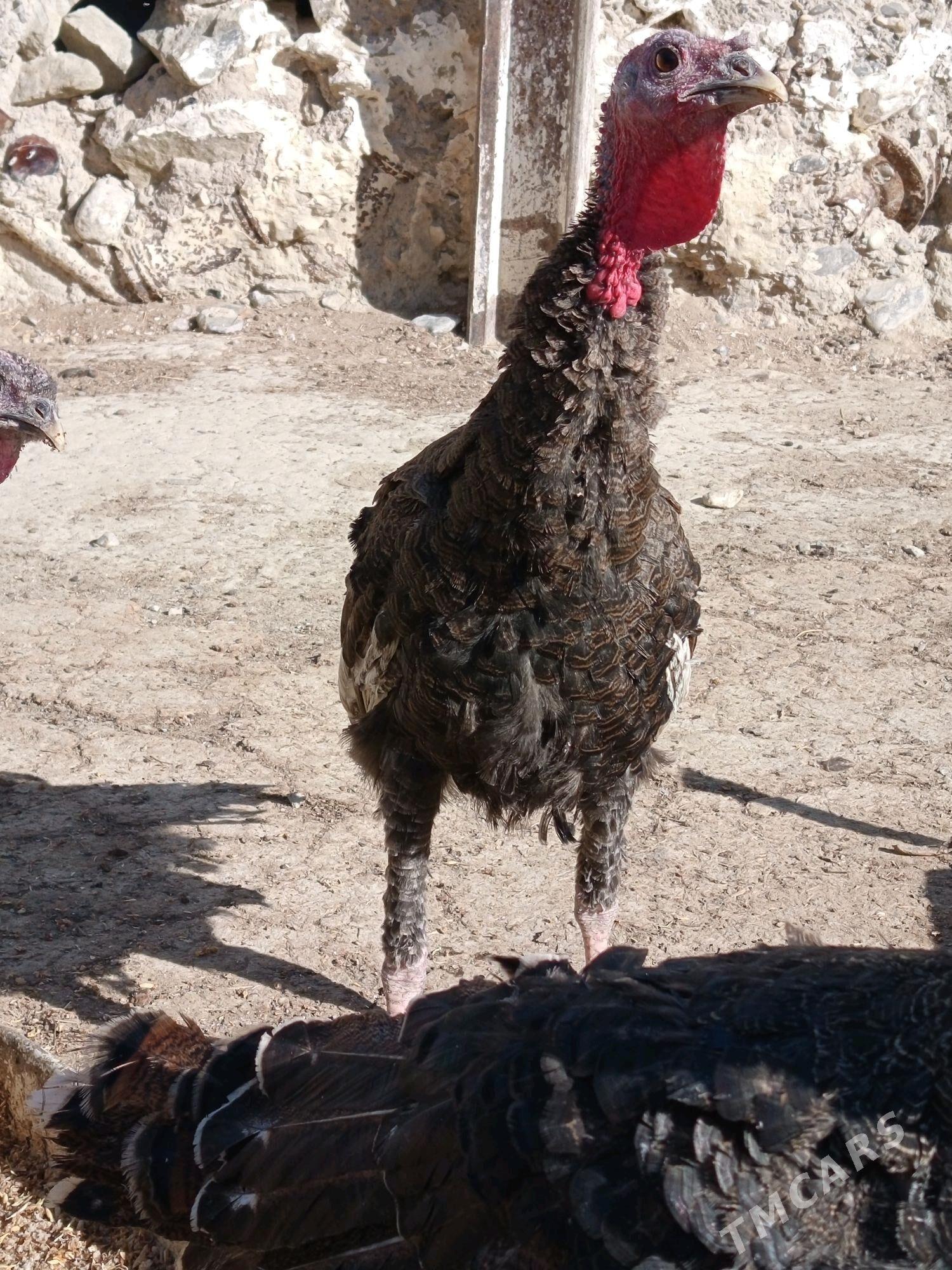 induk - Берекет - img 1