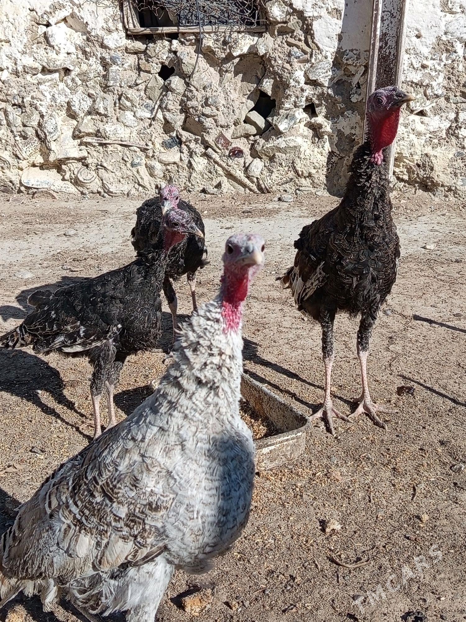 induk - Берекет - img 2