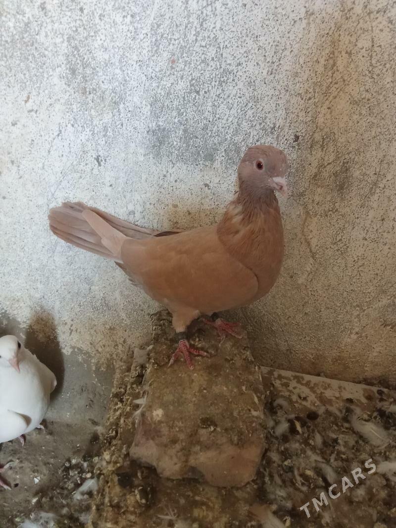 kepderi - Гызыларбат - img 2