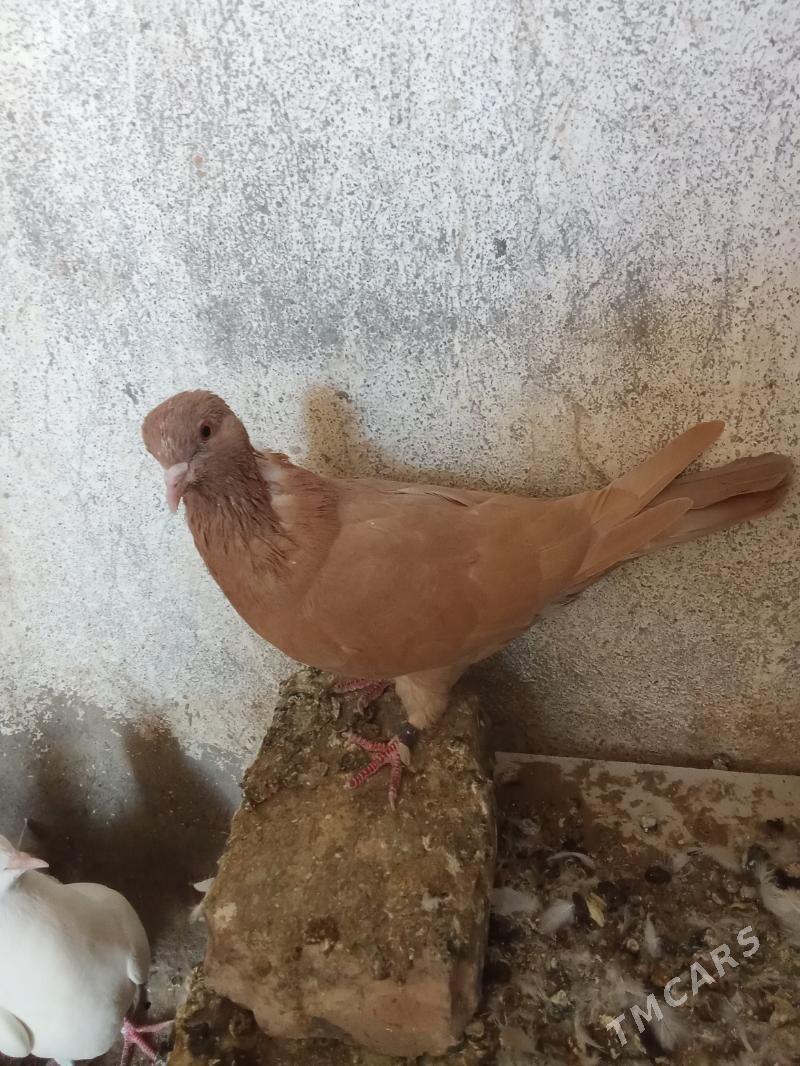 kepderi - Гызыларбат - img 3