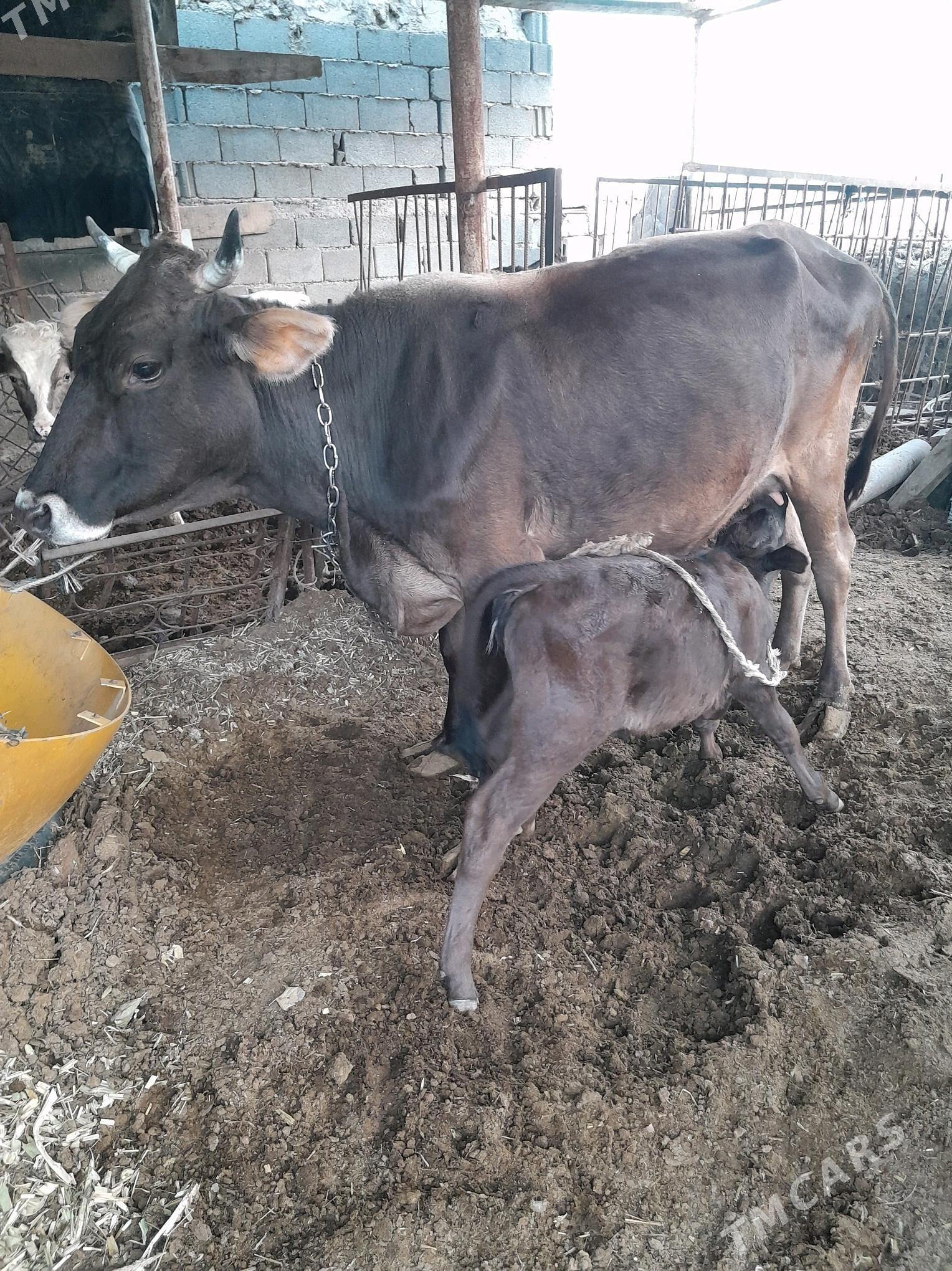 Göleli sygyr - Gökdepe - img 2