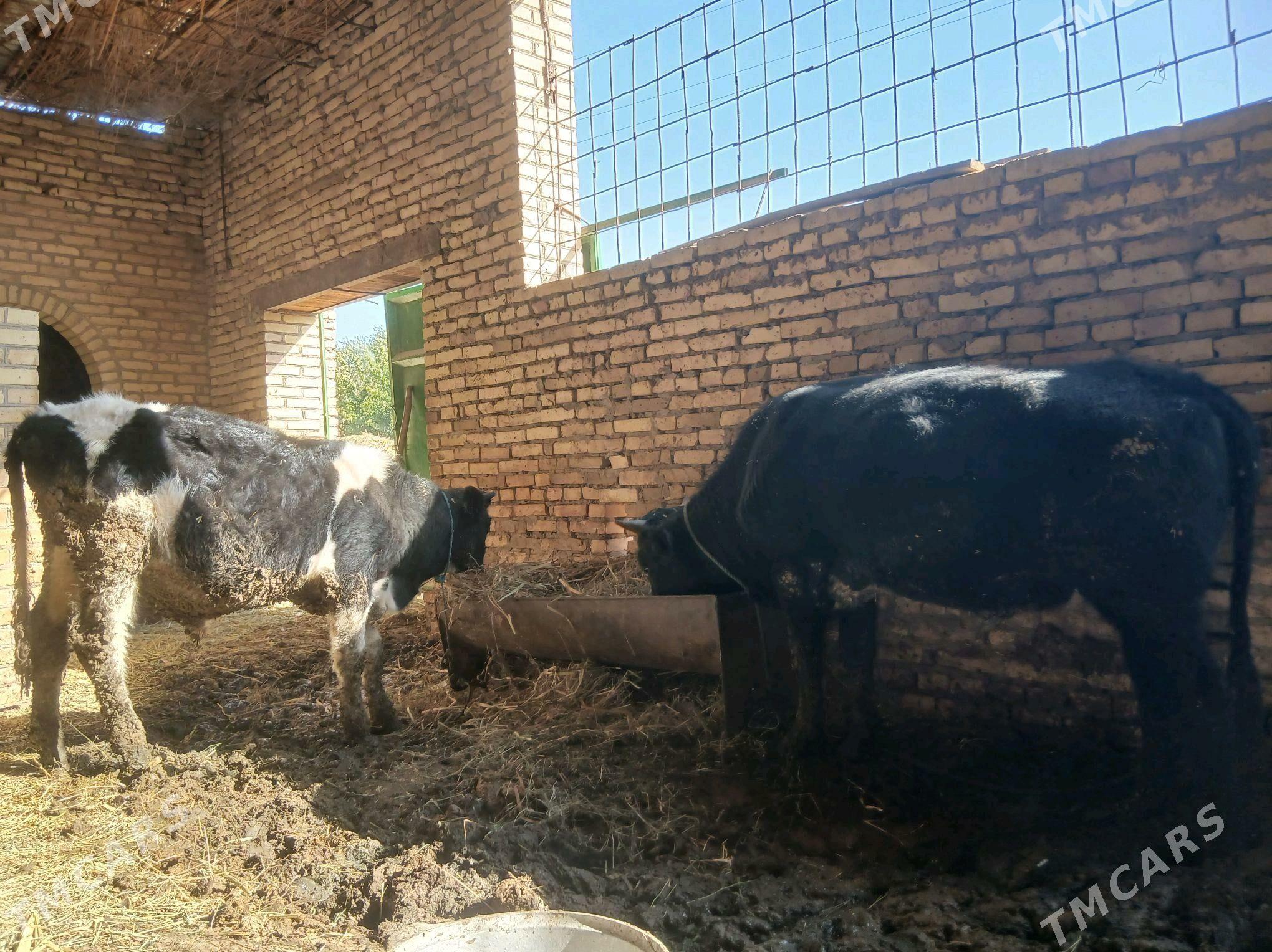 Okiz - Halaç - img 1