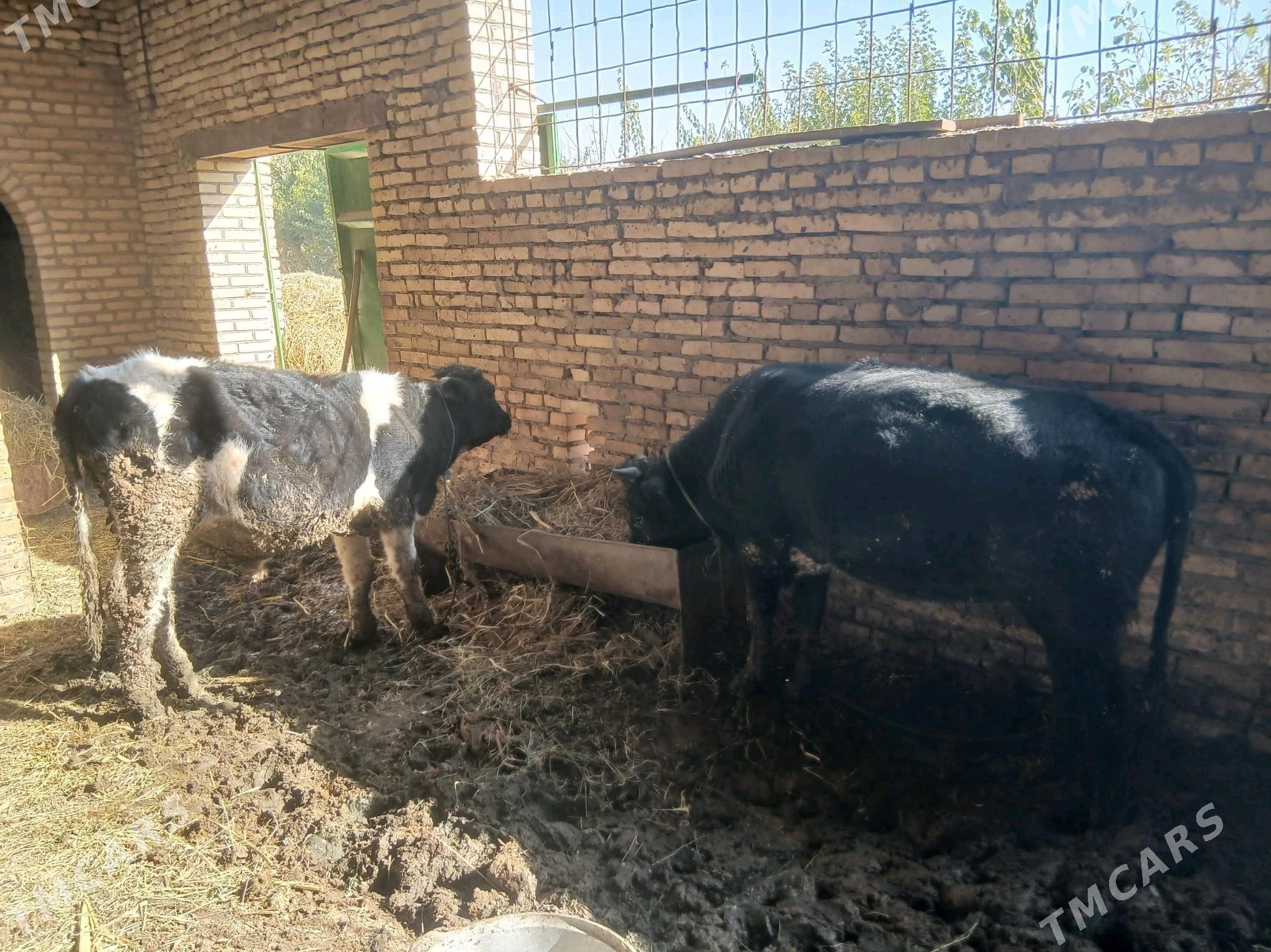 Okiz - Halaç - img 3