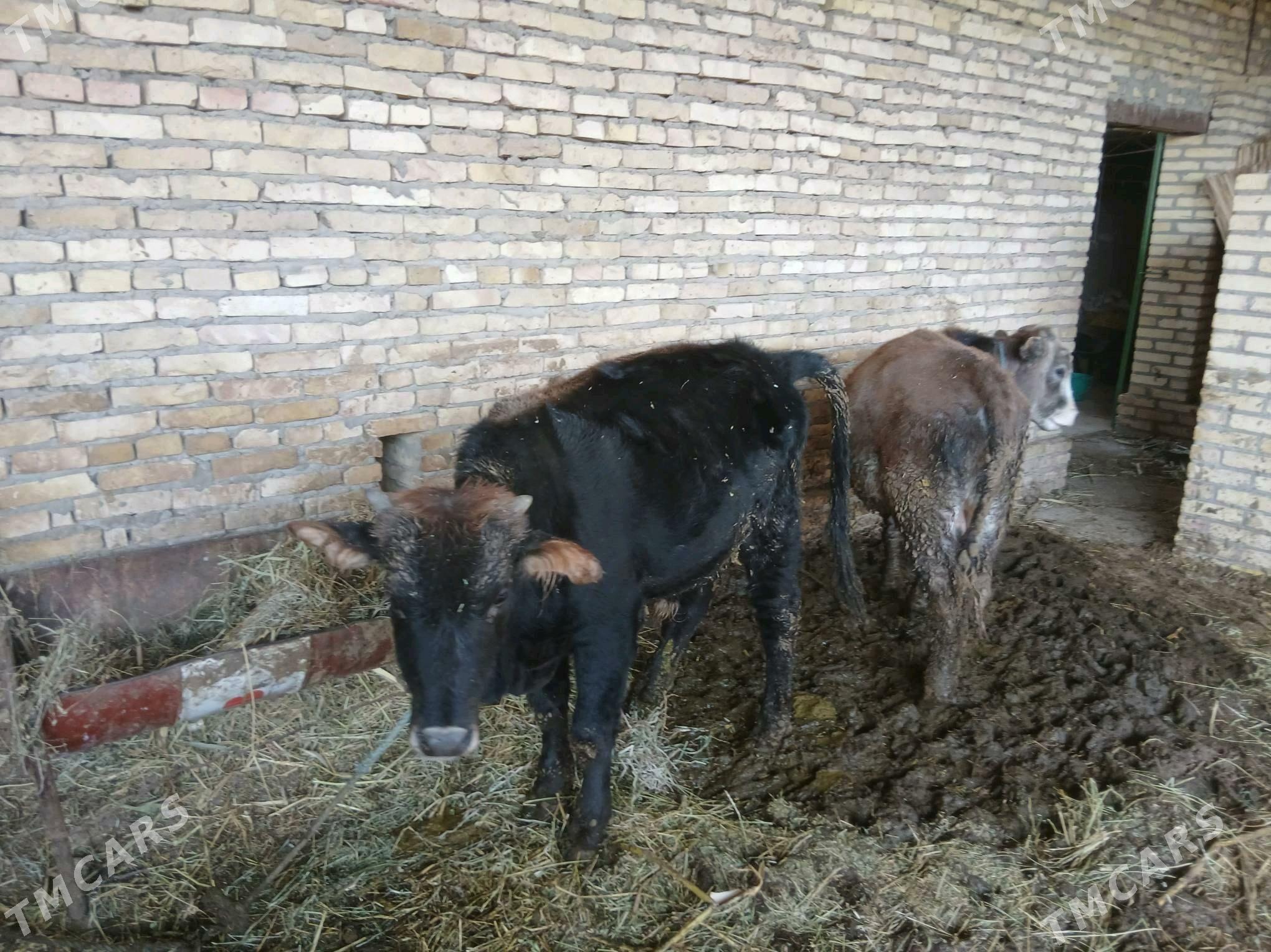 Okiz - Halaç - img 2