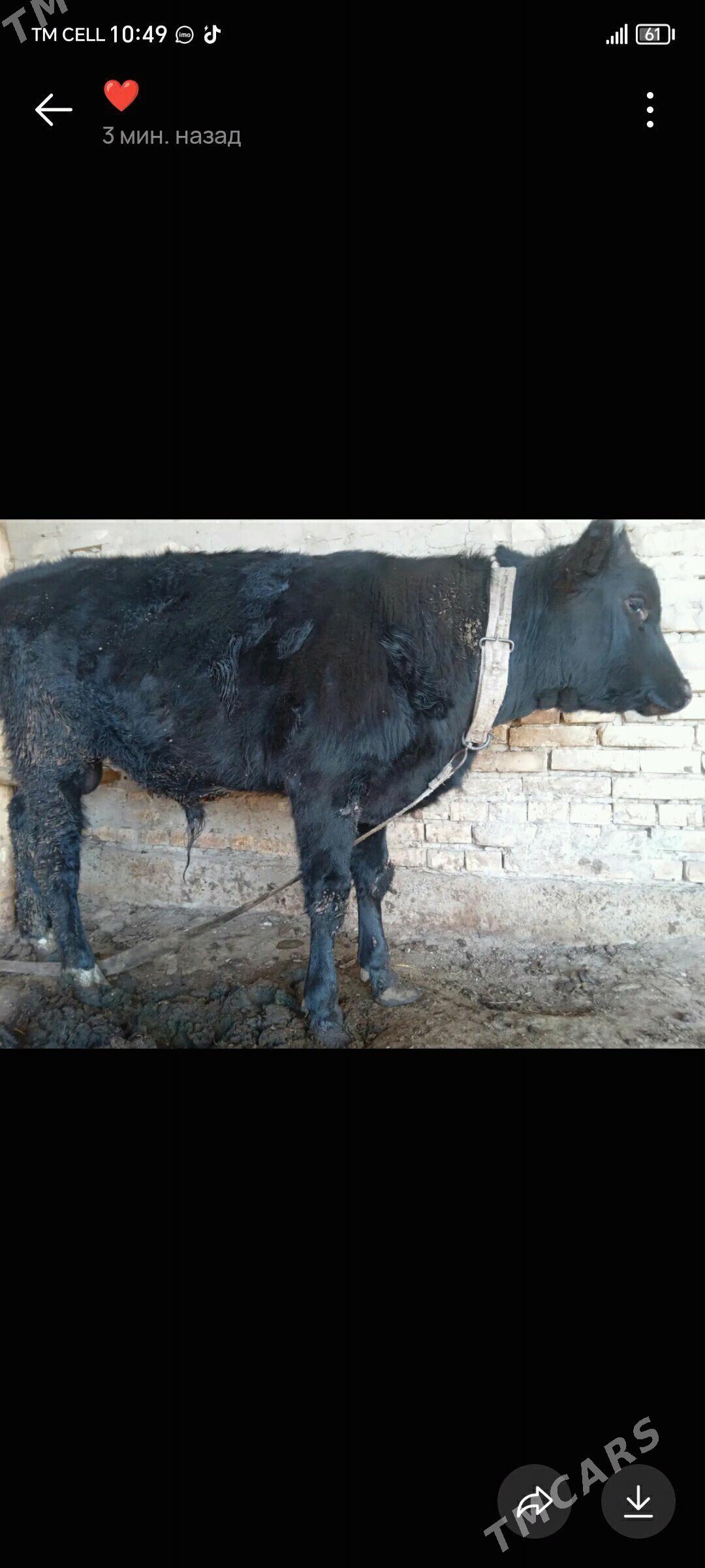 Bakylan òkuz - Mary - img 1