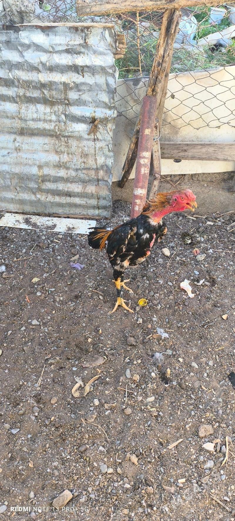 Taşkent horaz - Aşgabat - img 2