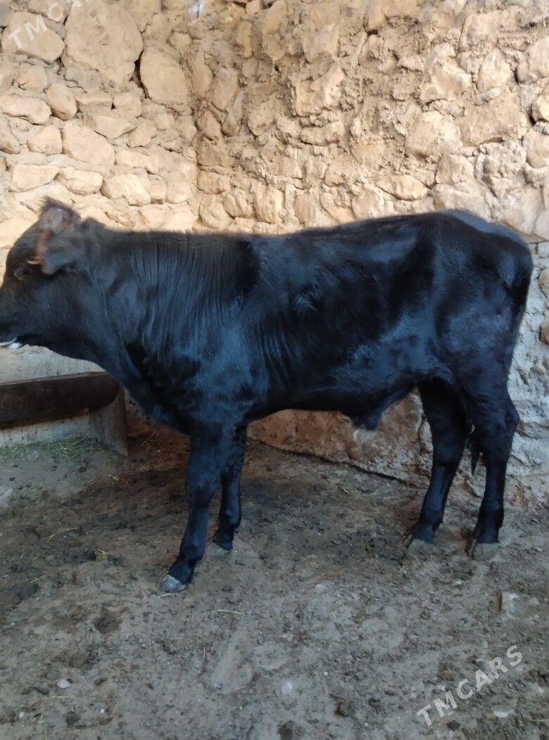 öküz - Джебел - img 3