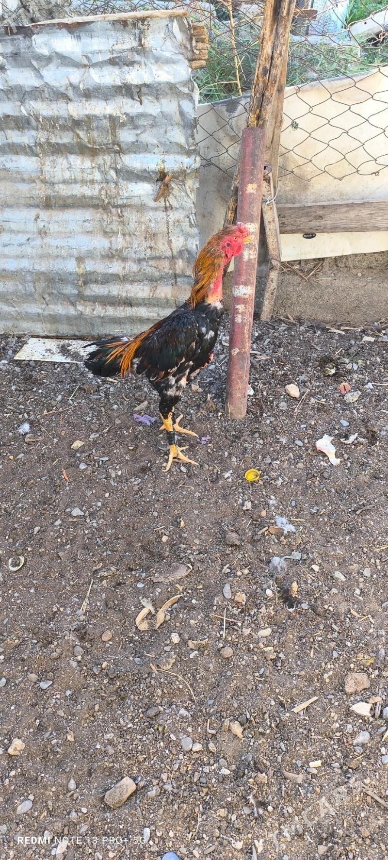 Taşkent horaz - Aşgabat - img 1