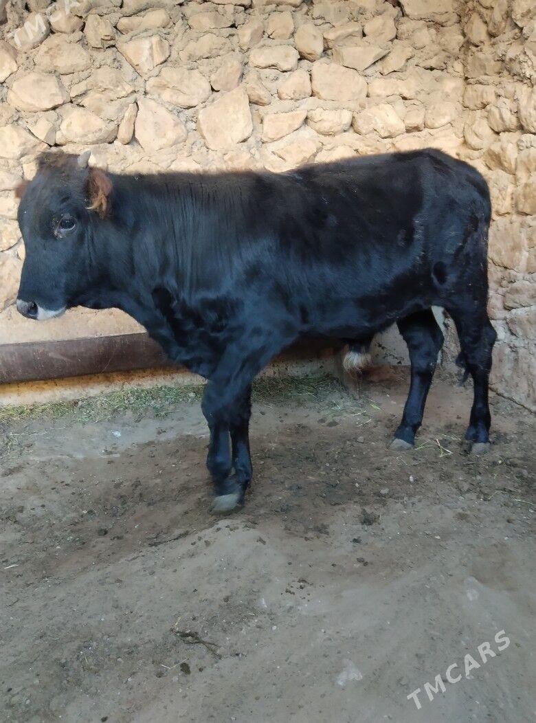 öküz - Джебел - img 1