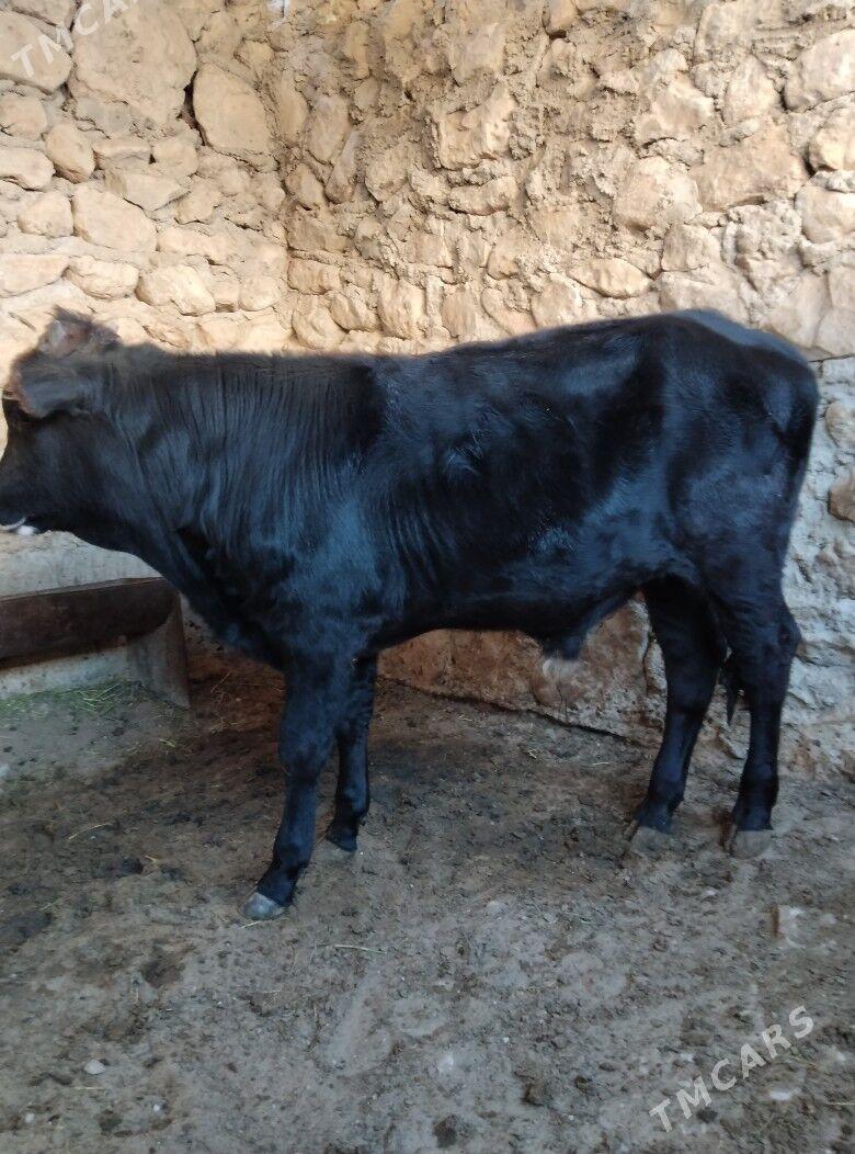 öküz - Джебел - img 4