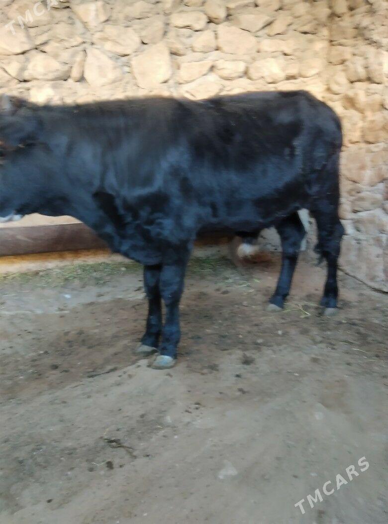 öküz - Джебел - img 2