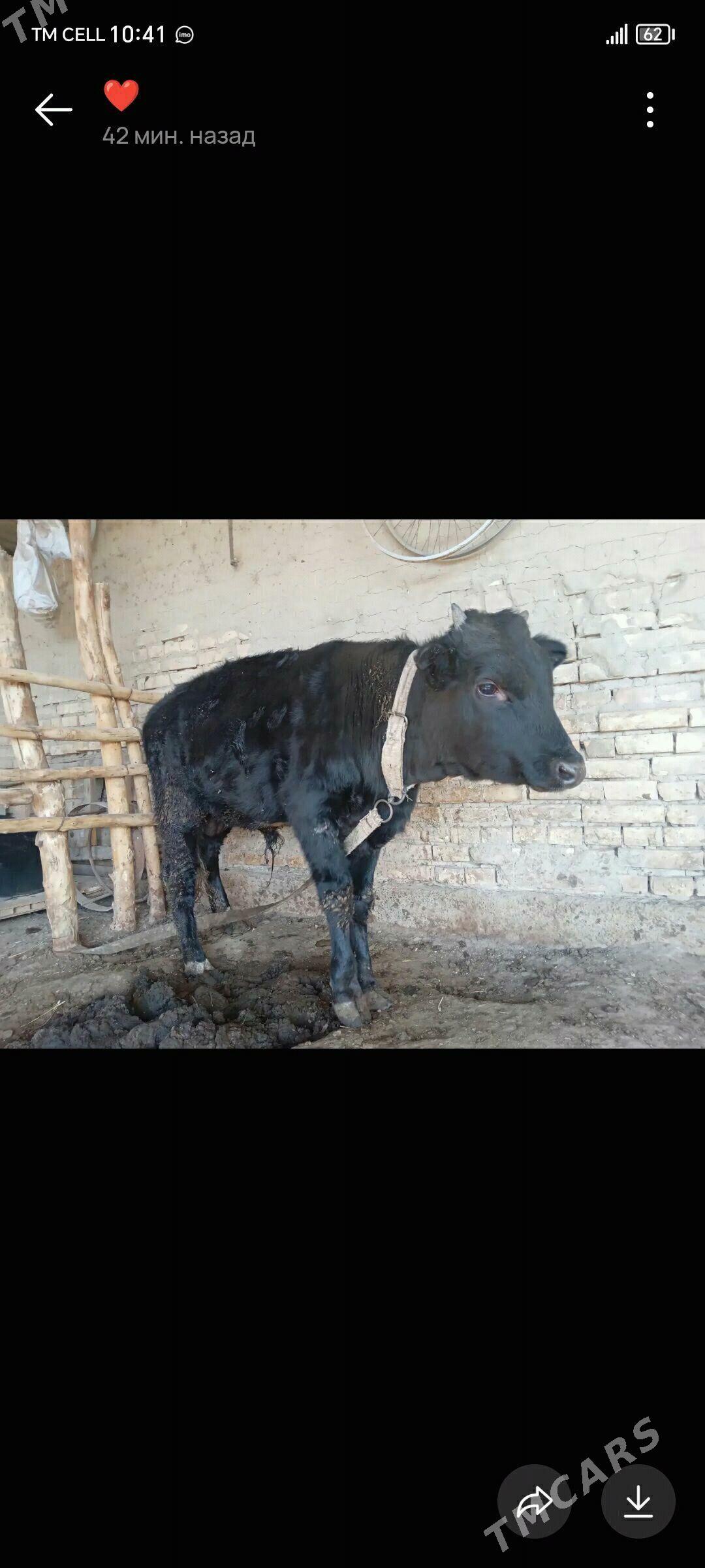 Bakylan òkuz - Mary - img 2