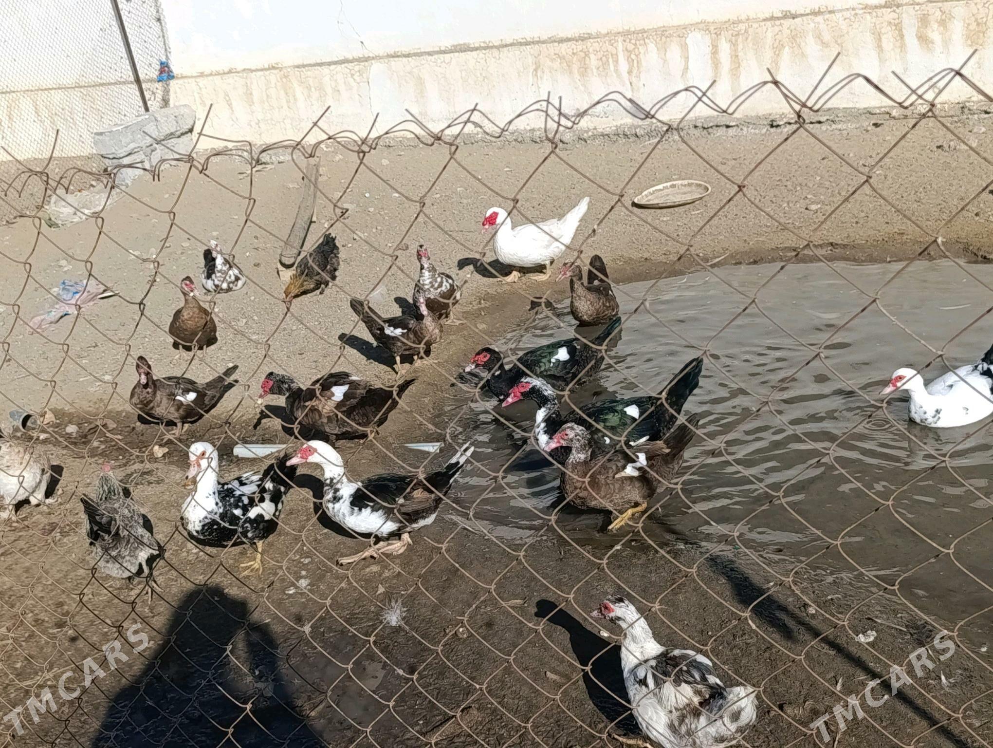 ördek  ördekjüje - Гёкдепе - img 2