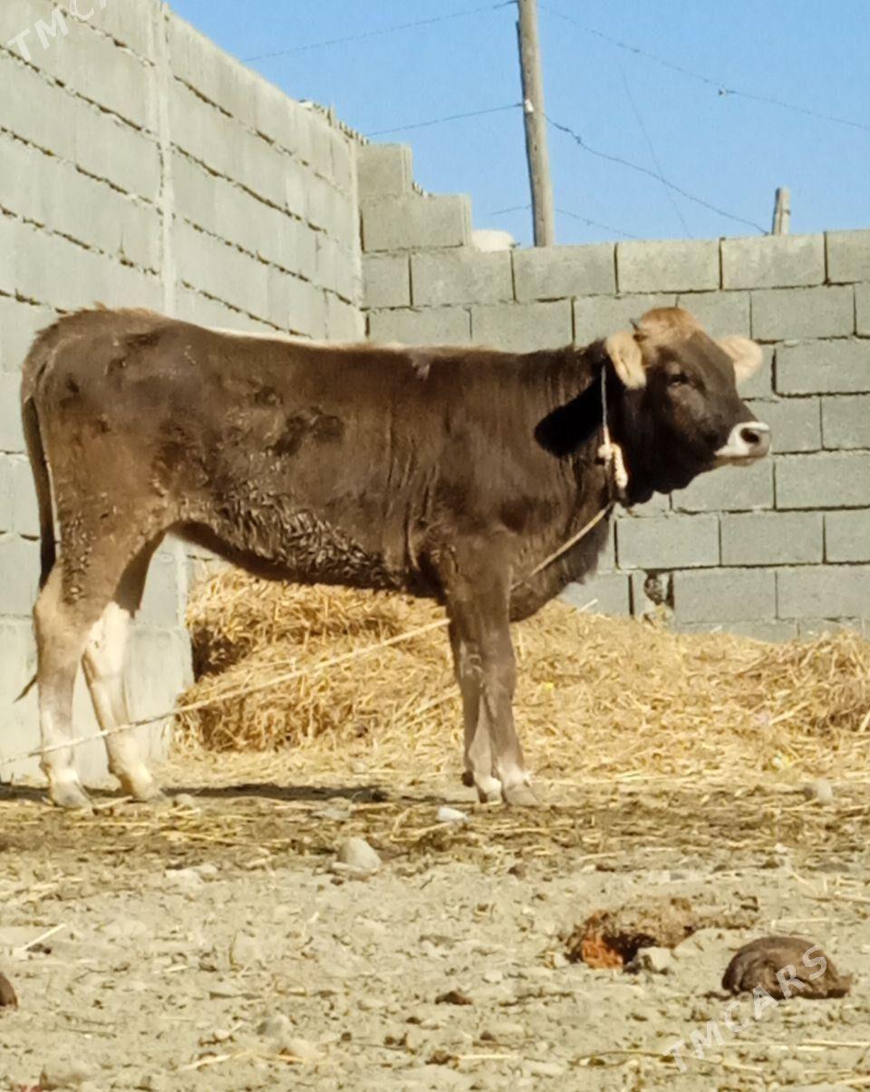 şiwes tuwe - Бахарден - img 3