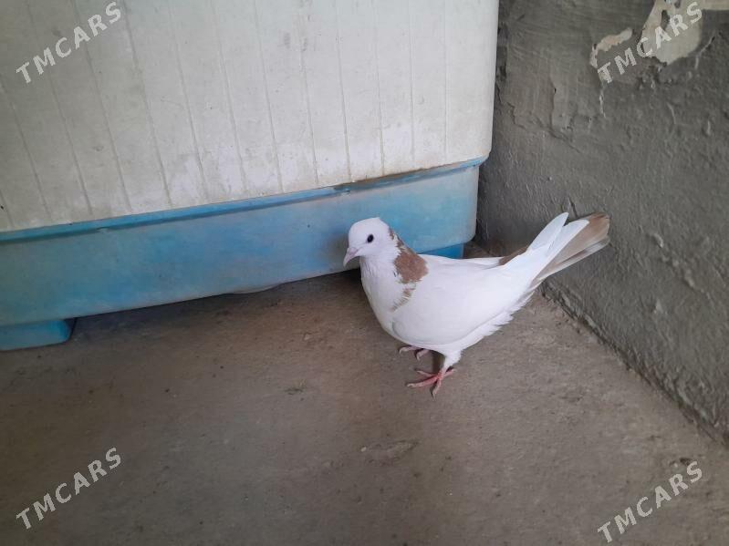 kepderi. - Гызыларбат - img 2