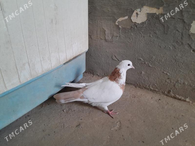 kepderi. - Гызыларбат - img 1