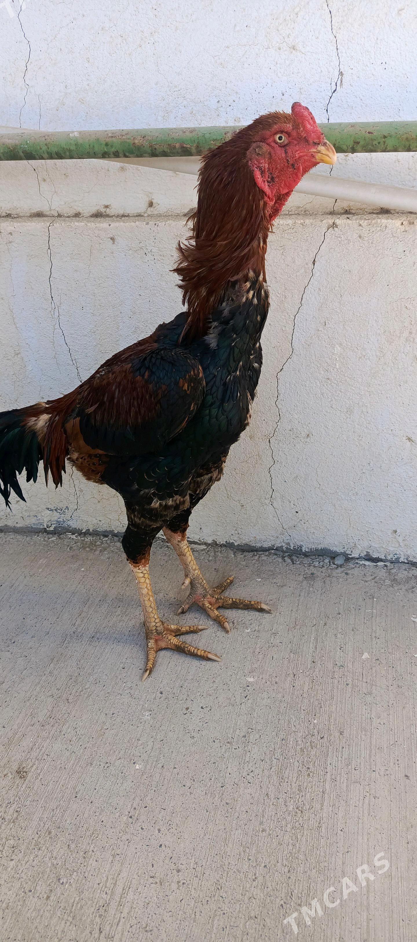 taskent - Gökdepe - img 4