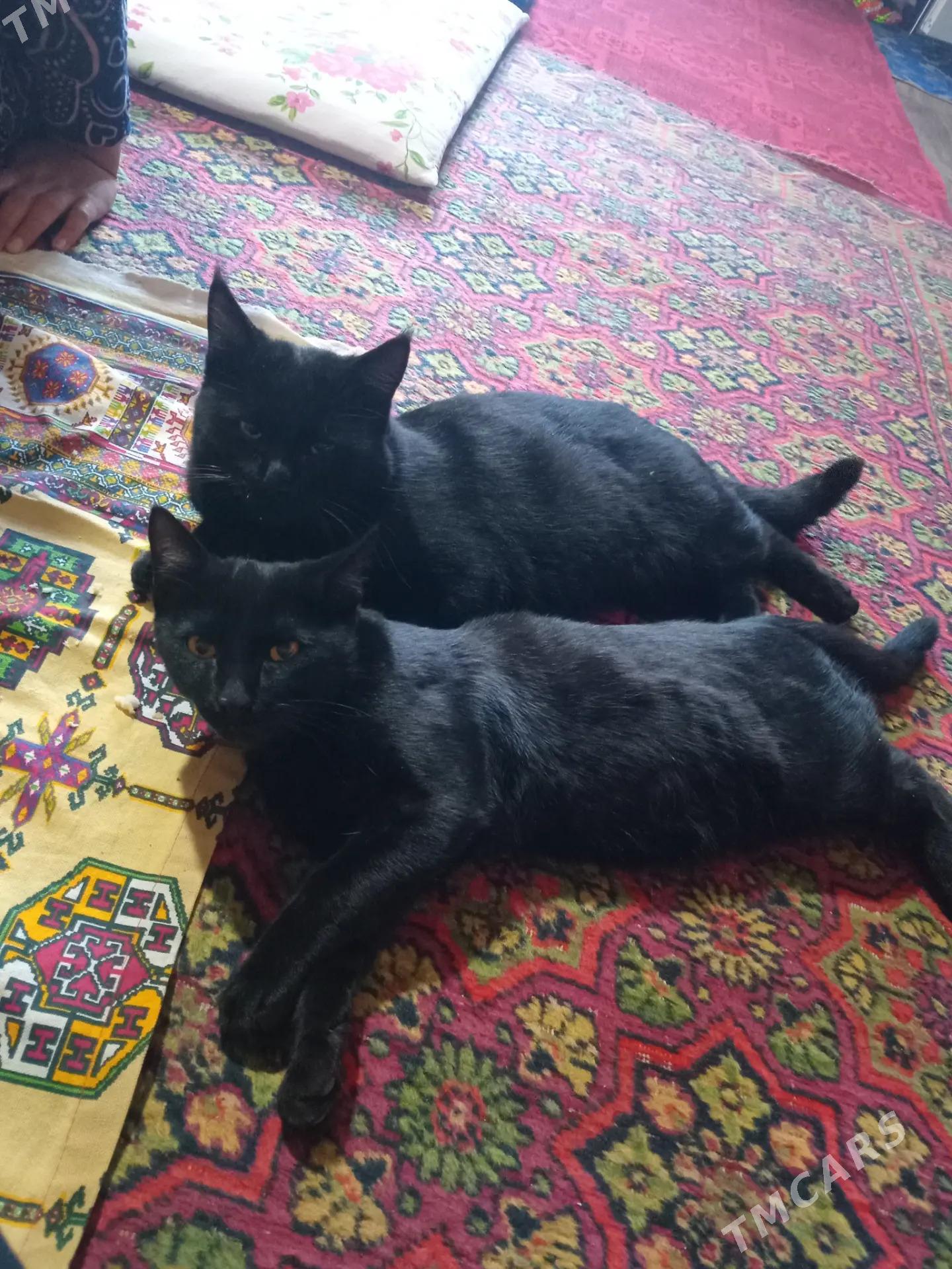 Gara pisikler erkek - Дянев - img 2