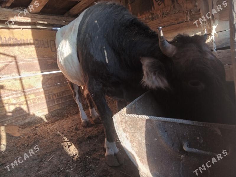 okuz - Берекет - img 2