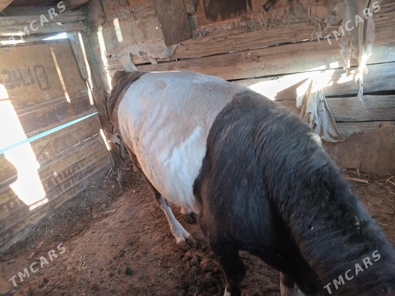 okuz - Берекет - img 1