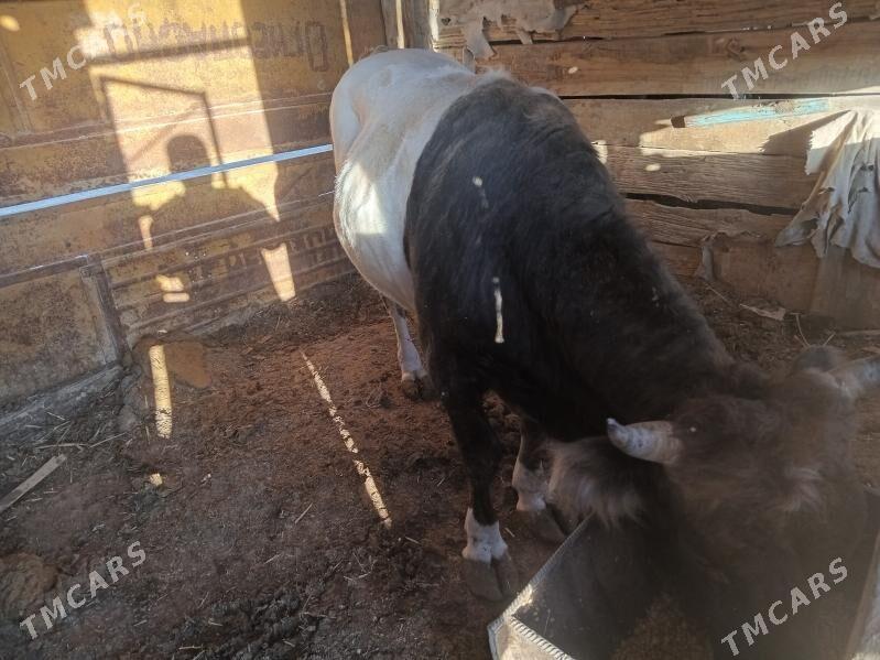 okuz - Берекет - img 3