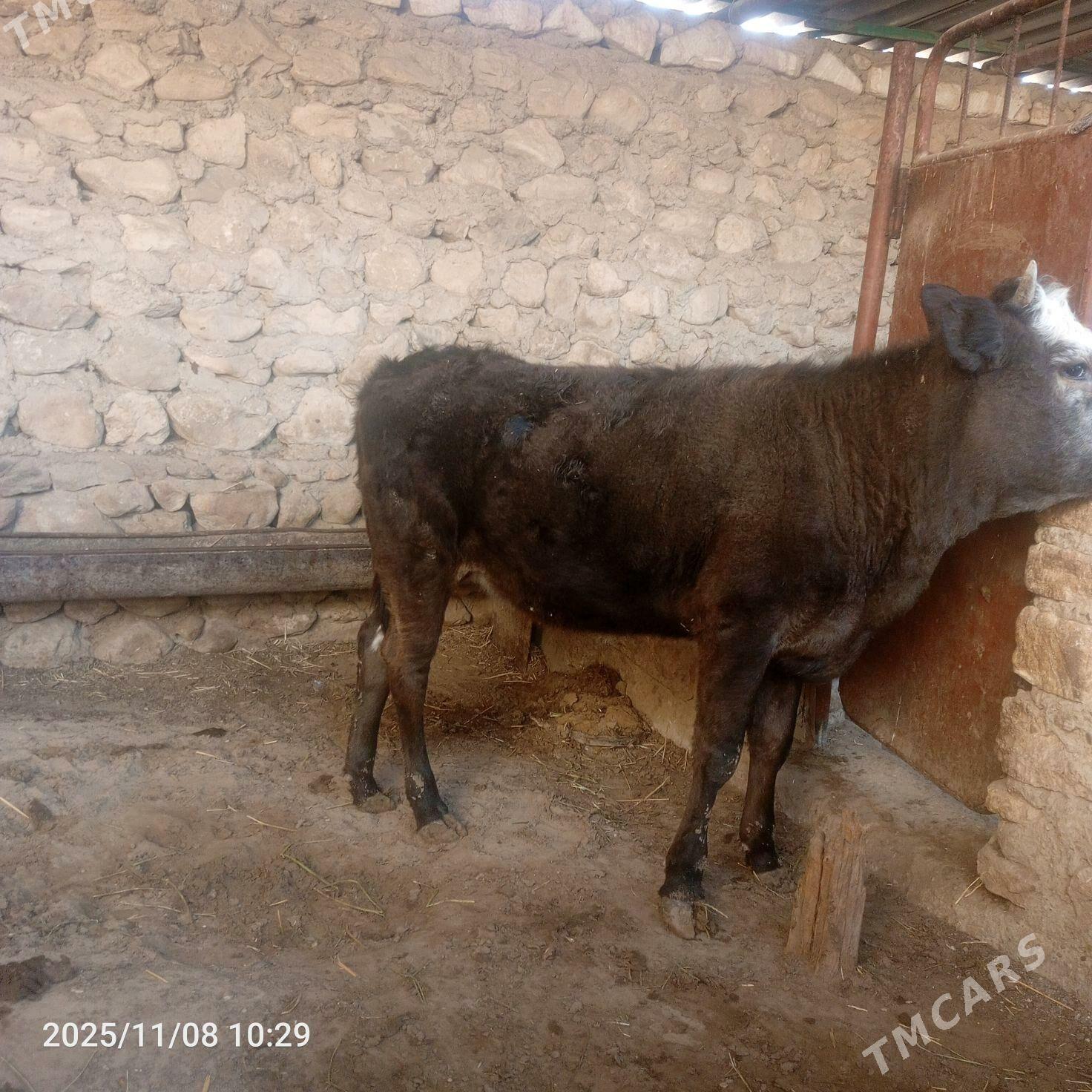 gajar 11 aylyk - Jebel - img 2