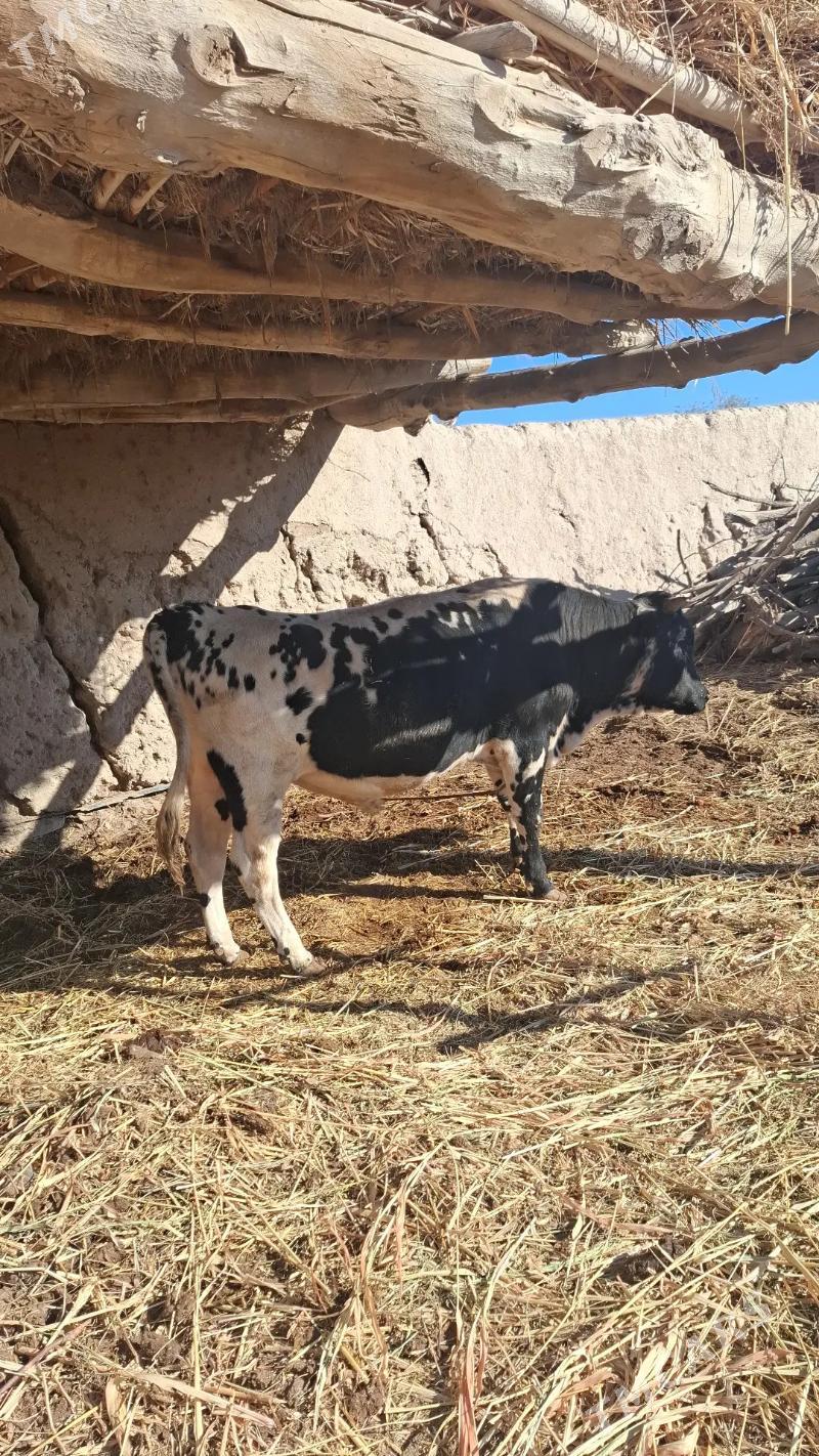 Окуз - Türkmenbaşy etr. - img 1