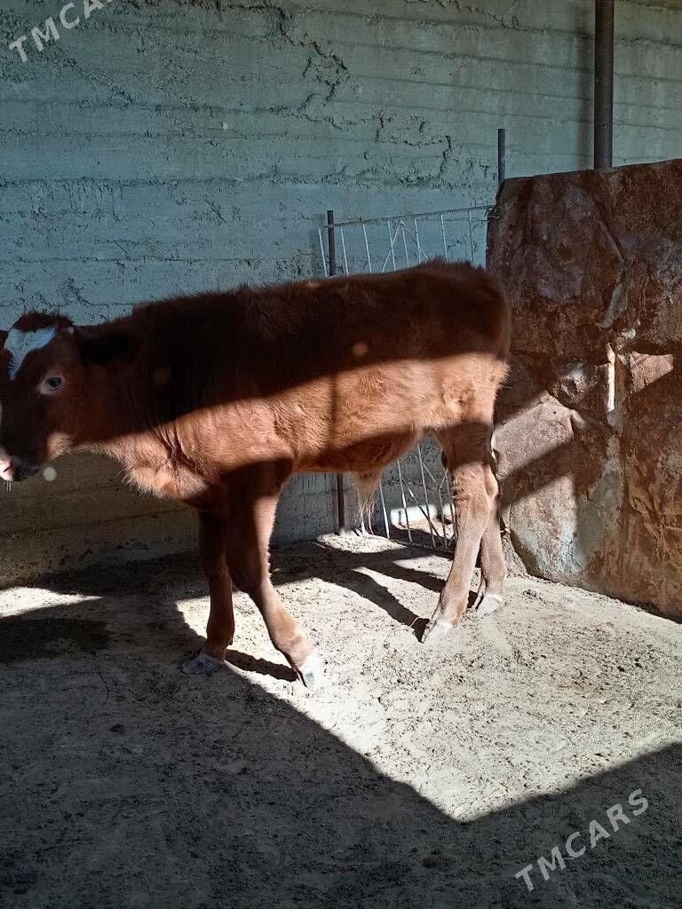 okuz - Гумдаг - img 1